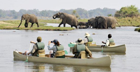 A canoe safari will allow you to get incredibly close to wildlife