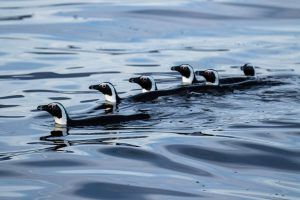 Manchots, qui font partie des Big 5 de l'Océan, à proximité de Seal Island, Le Cap