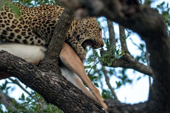 Léopard et sa proie en haut d'un arbre