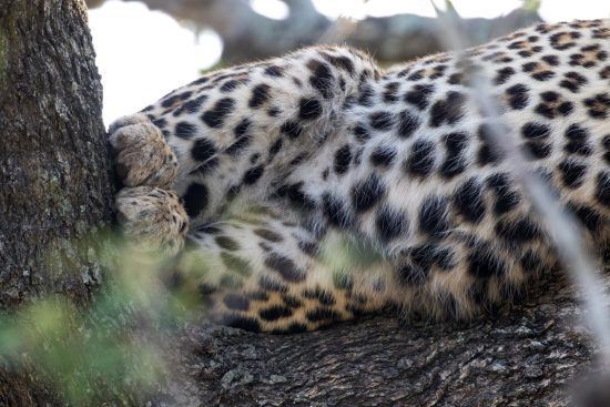 Détail du pelage du léopard en Afrique du Sud, Sabi Sand. 