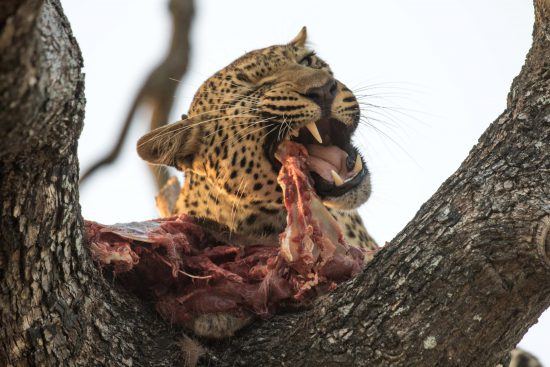 Un léopard chasse sa proie puis la monte en haut des arbres pour se nourrir. 