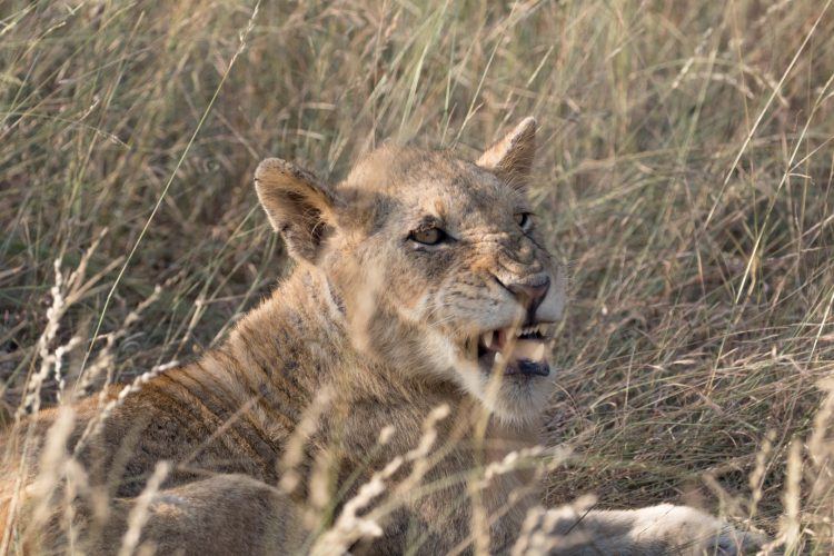 Lionceau dans la réserve de Sabi Sand, Parc National du Kruger, Afrique du Sud. 