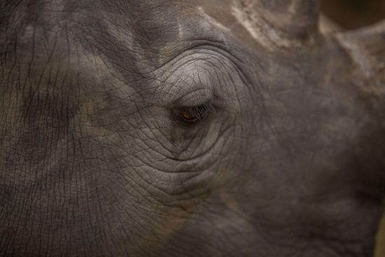 Close-up of a rhino's eye taken for Wildlife ACT.