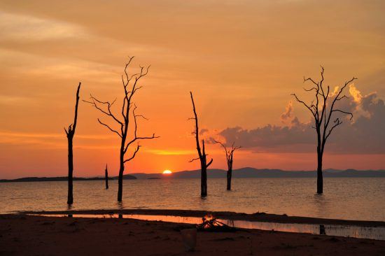 A petrified forest found on the shorelines of Lake Kariba