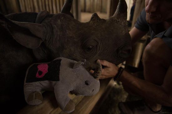 An orphaned rhino being cared for at a rhino orphanage.