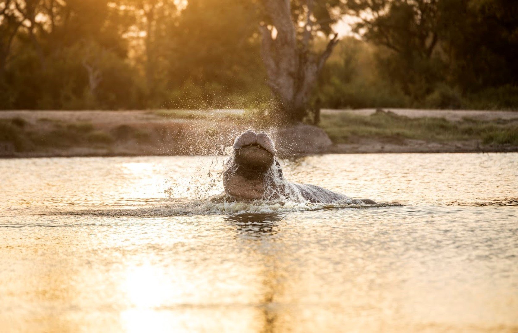 Hippopotame qui surgit d'un étang, Silvan Safari, Réserve de Sabi Sand, Parc National Kruger