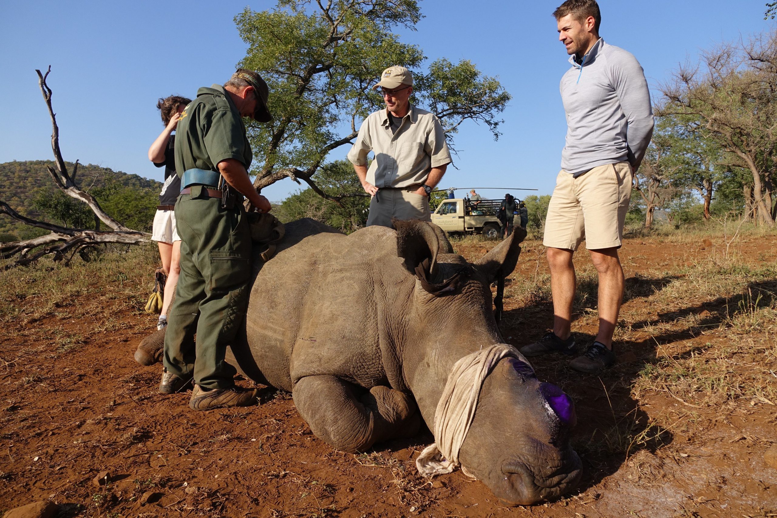 Rhinocéros après une opération pour enlever ses cornes et le protéger du braconnage.