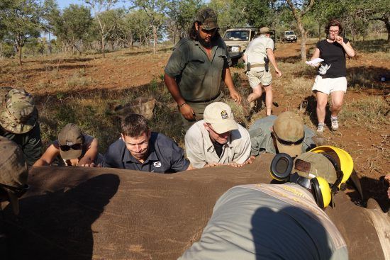 Volunteers of Wildlife ACT working on a rhino