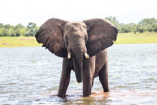 Lake kariba bull elephant