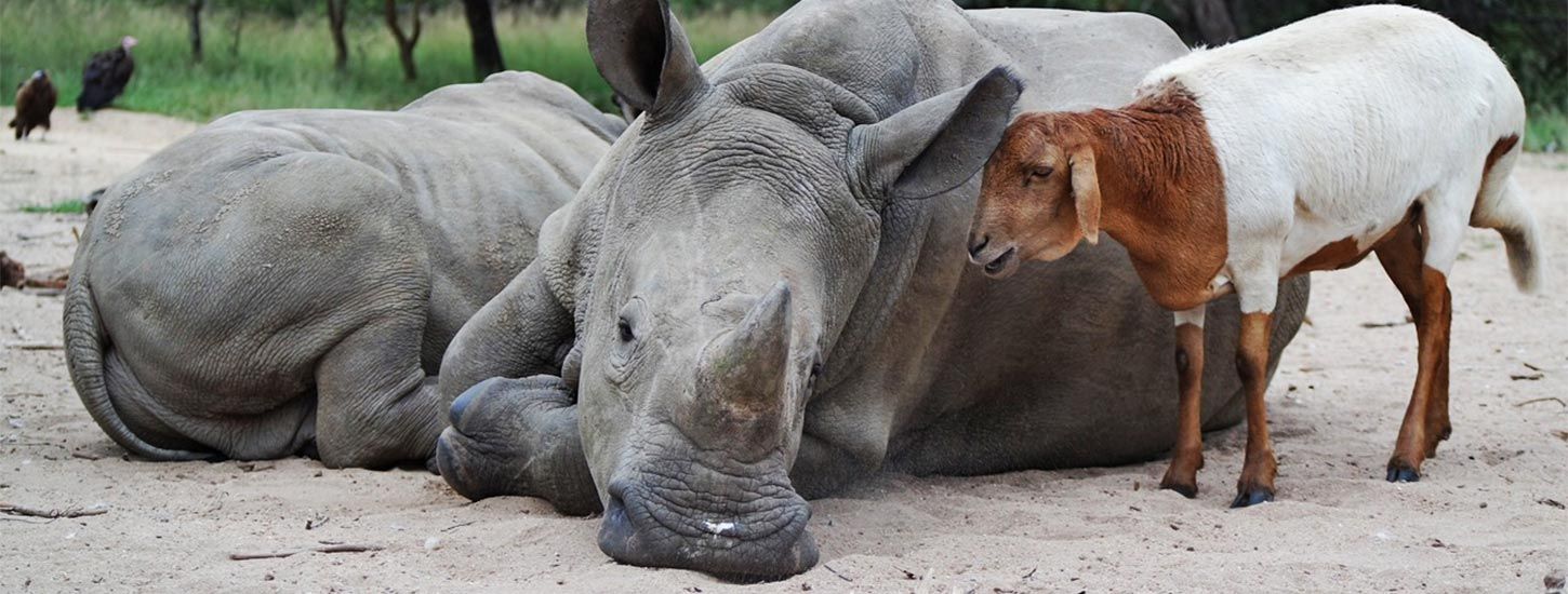 Para luchar contra la caza furtiva, HESC fundó el programa "Rescued Rhinos" para la rehabilitación y reintroducción de estos animales en África.