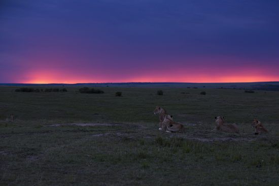 Con atardeceres como este, en el Masái Mara, es fácil entender el "mal de África"