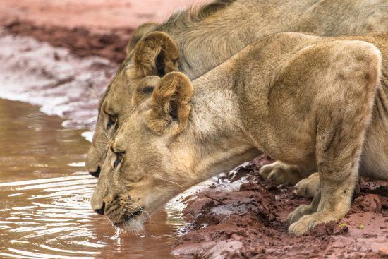 Lions drinking from a puddle