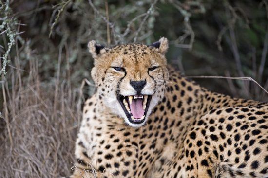 Gepard im Amakhala Game Reserve