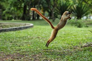 Los lémures son una especie en peligro de extinción.