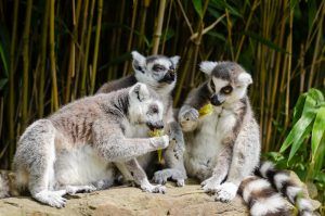 Un grupo de lémures de cola anillada comiendo bambú.