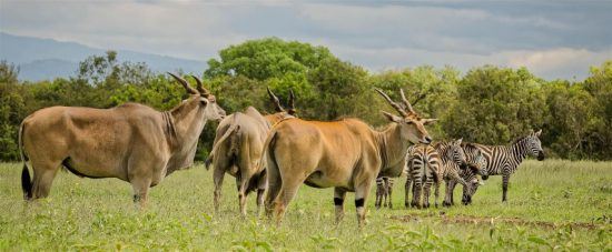 Antilopen und Zebras in einer grünen Graslandschaft im Aberdare - Nationalparks in Kenia