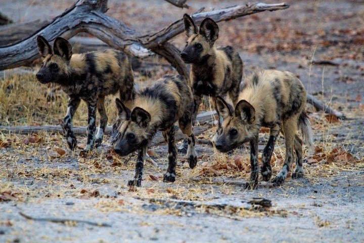 Four African Wild Dogs close together on a hunt