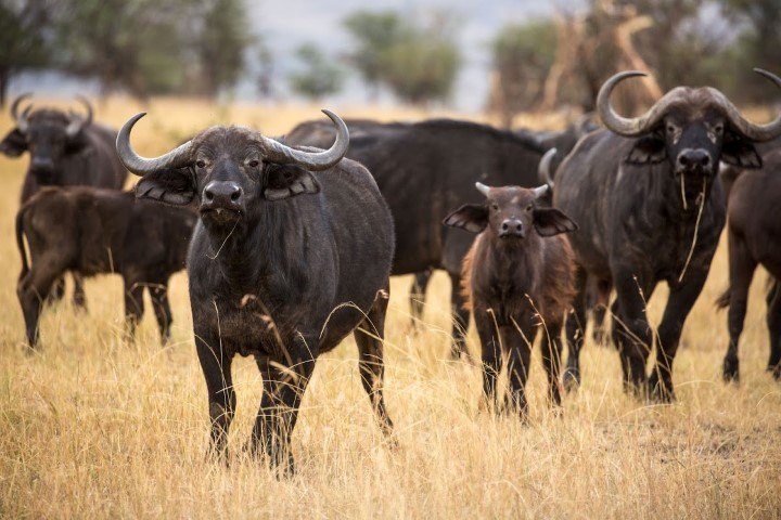 A herd of buffalo with a few calves