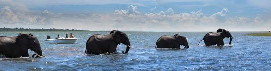 Looking at elephants from the boat