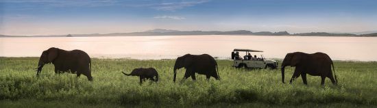 Elephants in the matusadona national park