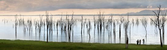 Lake Kariba's shore is covered by drowned trees