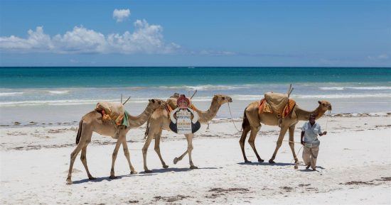 drei Kamele und ein Mann am Strand