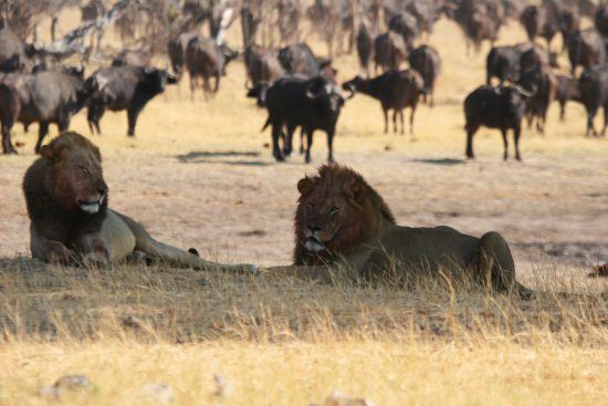 Dos leones descansan ajenos a la manada de búfalos que recorre la sabana