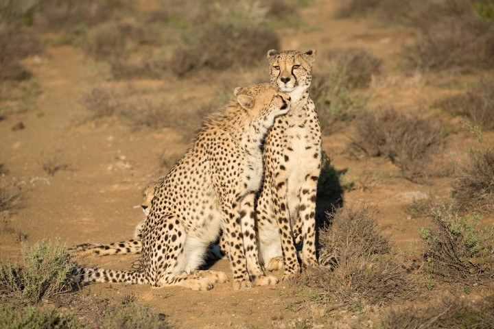 A cheetah "headbutts" another cheetah