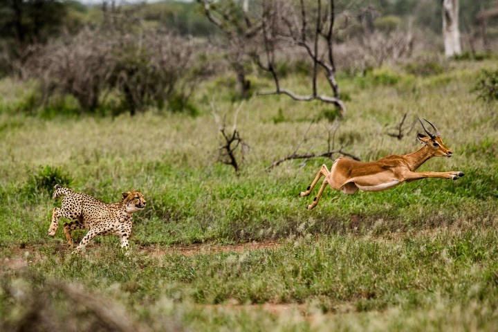 Gepard jagt Impala im Krüger Nationalpark - einer der beliebtesten Nationalparks Afrikas