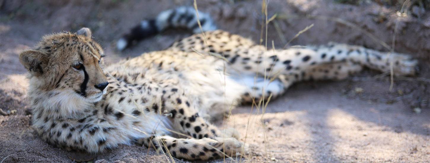 El programa de crianza de HESC tiene como objetivo el nacimiento de guepardos con distintos linajes genéticos.