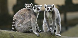 Una familia de lemures en Madagascar.