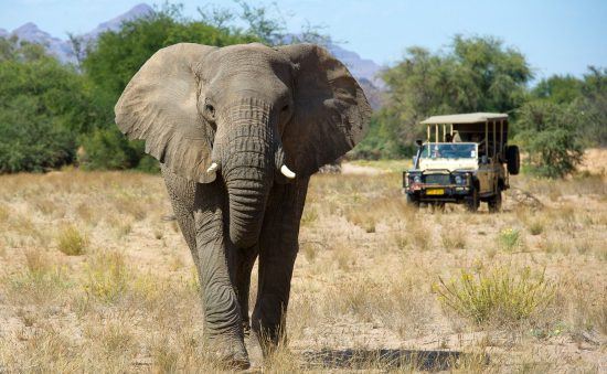 Namibia dispone de una rica fauna y una gran oferta de safaris