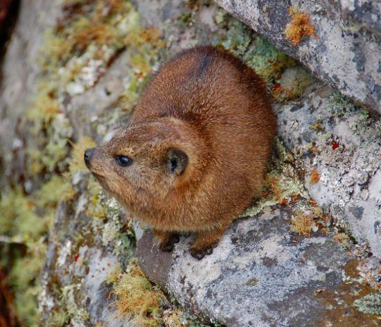 Dassies are found on Table Mountain 