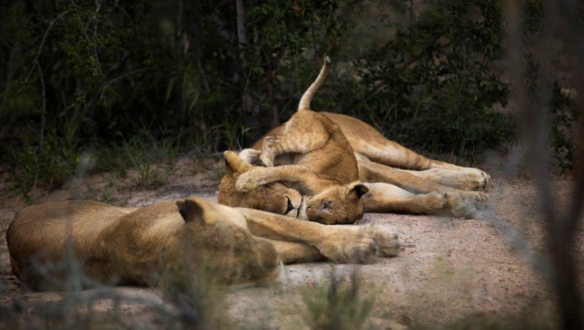 A lion cub plays with a sleeping lioness