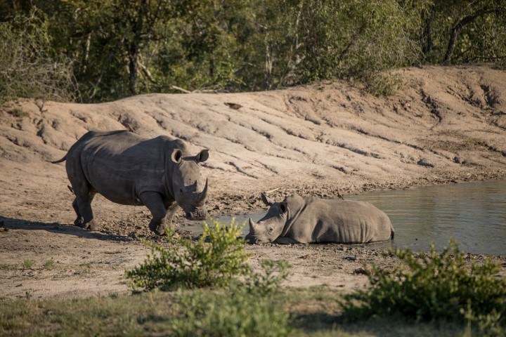 A rhino with her calf at the waterhole