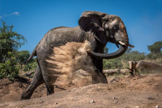 Ein großer Elefant bewirft sich mit Sand, um sich vor der Sonne zu schützen