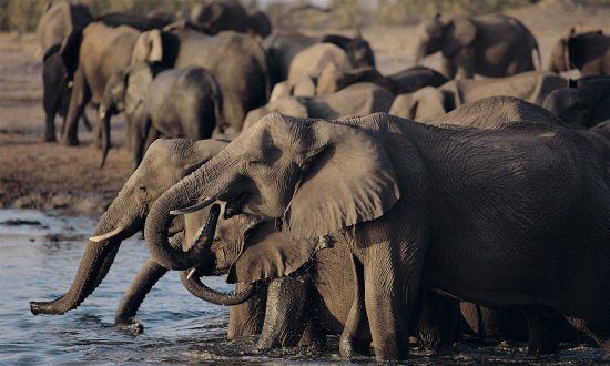 Eine Herde Elefanten im Hwange Nationalpark in Simbabwe beim Trinken