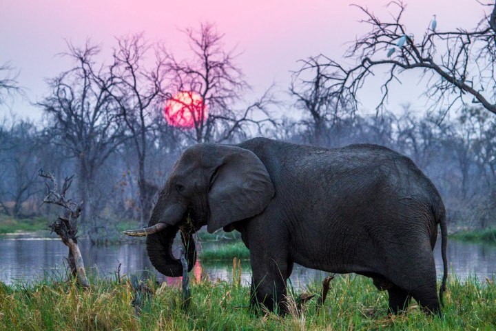 An elephant feeds while the sun sets behind, Botswana