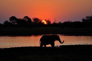 Atardecer en el delta del Okavango, Botsuana