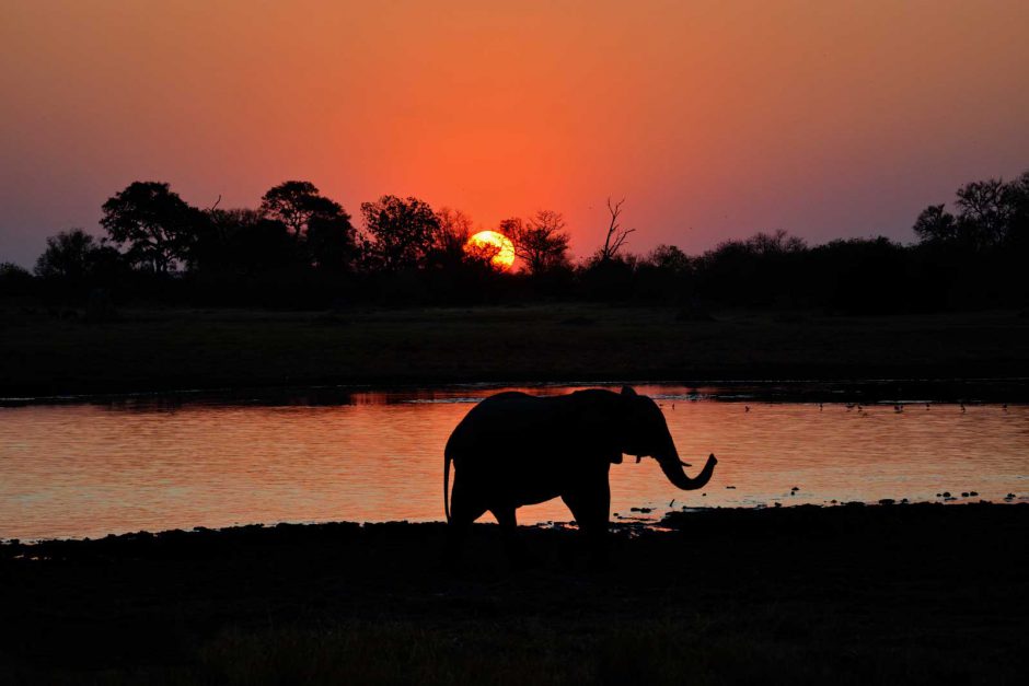 An elephant in the fading light in the Okavango Delta