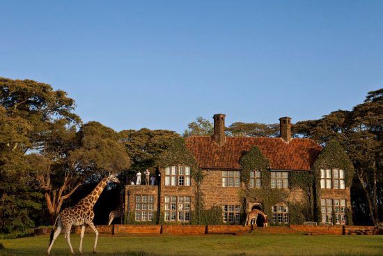 Giraffen laufen um ein Hotel herum, ein paar Gäste machen Fotos