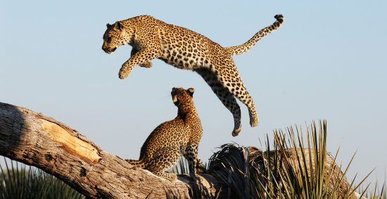 Ein Leopard springt über einen anderen