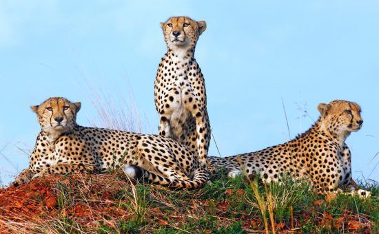 Drei Leoparden sitzen im Gebüsch