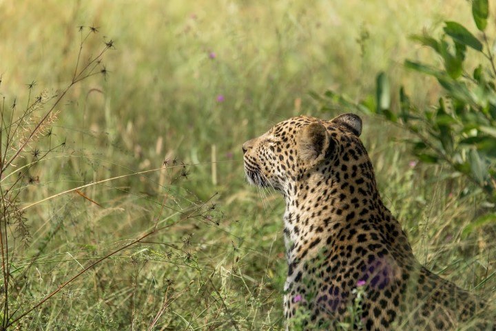 A leopard sitting in long grass