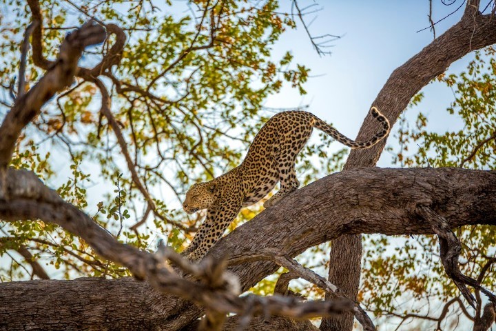 A leopard stretching on a tree branch