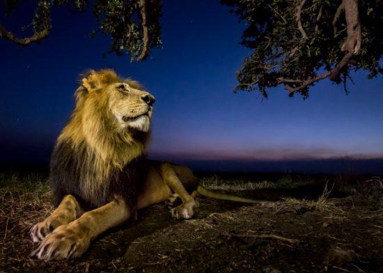 Männlicher Löwe mit stolzer Mähne liegt unter einem Baum gegen Ende eines Sonnenuntergangs - Nacht-Safari in Afrika