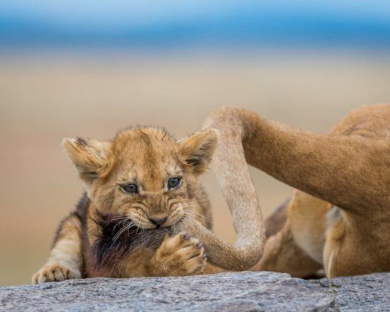 Petit lionceau mordant la queue de sa mère dans la savane.