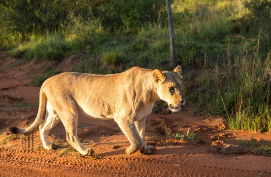 Leo caminhando na reserva Welgevonden