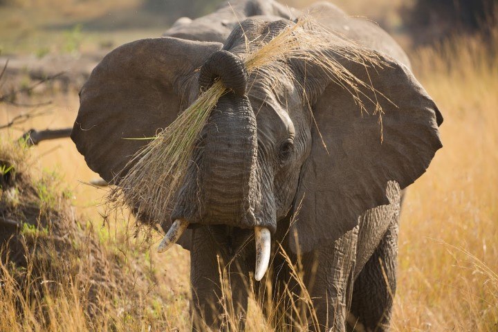 A young elephant holding a bunch of long grass