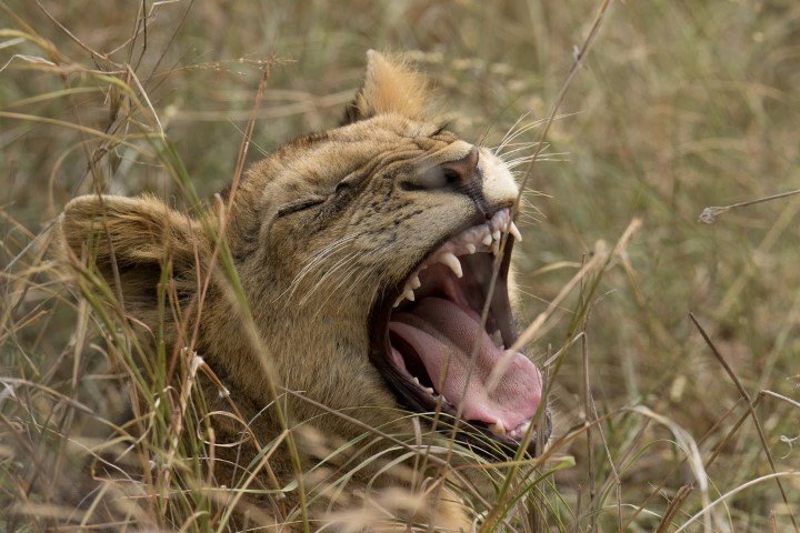 A lion cub yawns and reveals its teeth